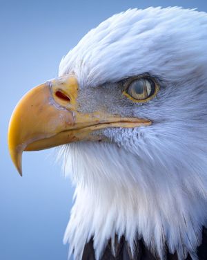 Image post by @animalplanet on Instagram