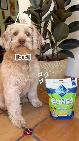 Video post by @bluebuffalo on Instagram