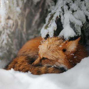 Image post by @animalplanet on Instagram