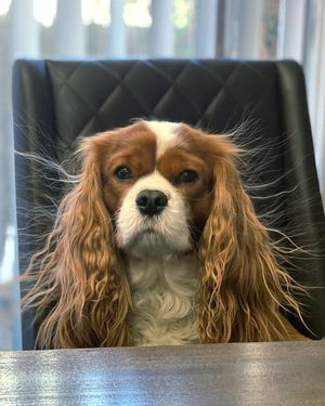 Image post by @pupcorntreats on Instagram