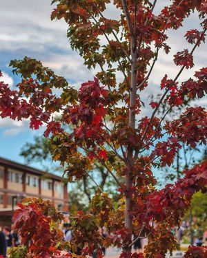 Image post by @nauflagstaff on Instagram