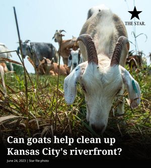 Image post by @thekansascitystar on Instagram