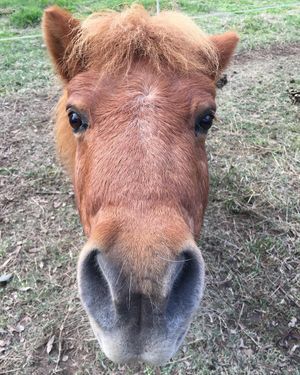 Image post by @snaffle_it on Instagram