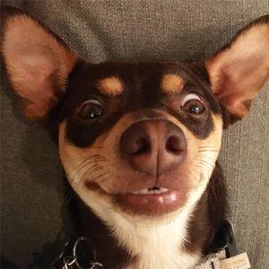 Image post by @nikkiglaser on Instagram