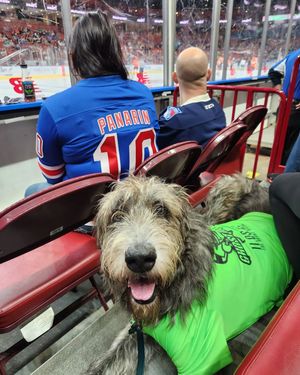 Image post by @thesavannahwolfhound on Instagram