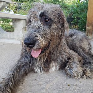Image post by @thesavannahwolfhound on Instagram