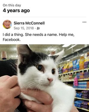 Image post by @pocketcramps on Instagram