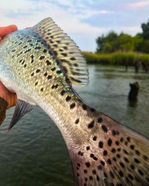 Image post by @toadfishoutfitters on Instagram