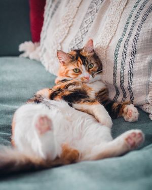 Image post by @evolvepetfood on Instagram