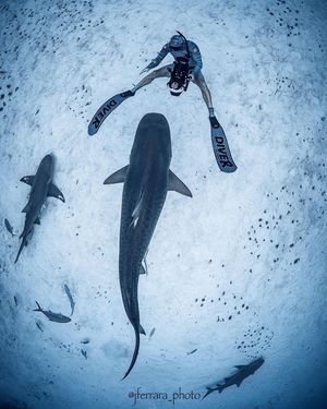 Image post by @reddigitalcinema on Instagram