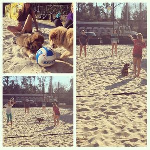Image post by @uncwbeachvb on Instagram