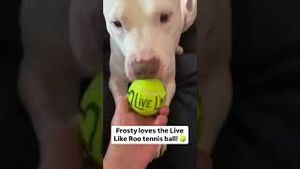 Video post by @livelikeroofoundation on YouTube