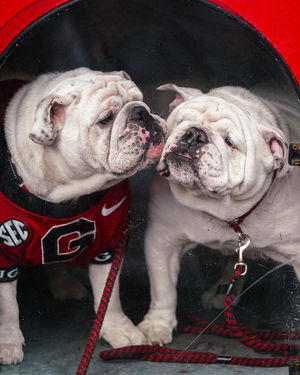 Image post by @ugaathletics on Instagram
