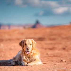 Image post by @nulopetfood on Instagram
