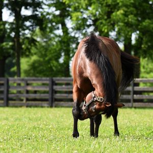 Image post by @spendthriftfarm on Instagram
