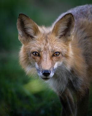 Image post by @discovery on Instagram