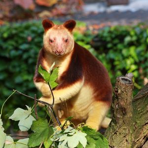 Image post by @animalplanet on Instagram
