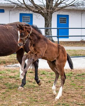 Image post by @thoroughbred_daily_news on Instagram