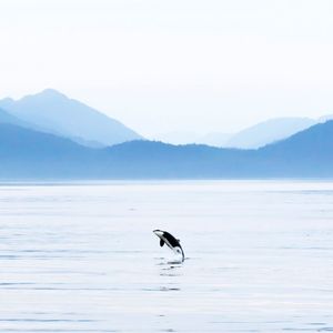 Image post by @discovery on Instagram