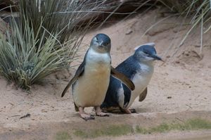 Image post by @animalplanet on Instagram