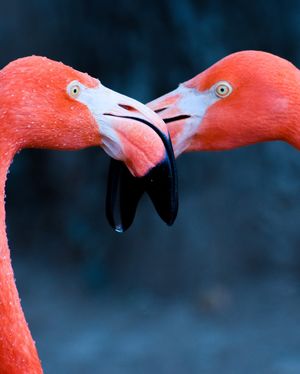 Image post by @discovery on Instagram