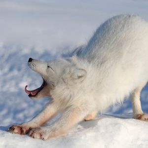Image post by @animalplanet on Instagram