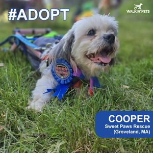 Image post by @walkinpets on Instagram