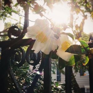 Image post by @collegeofcharleston on Instagram