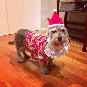 Image post by @animalplanet on Instagram