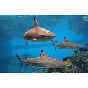 Image post by @discovery on Instagram