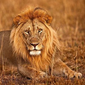 Image post by @lions on Instagram