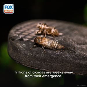 Image post by @foxweather on Instagram