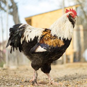 Image post by @animalplanet on Instagram