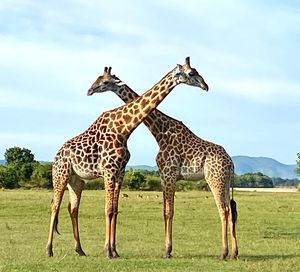 Image post by @chiawasafaris on Instagram