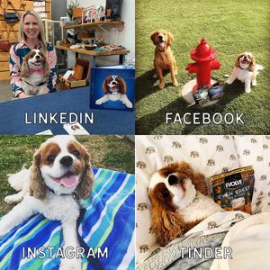 Image post by @evolvepetfood on Instagram