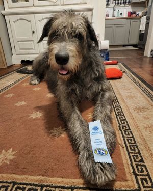Image post by @thesavannahwolfhound on Instagram