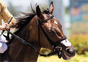 Image post by @pegasusworldcup on Instagram