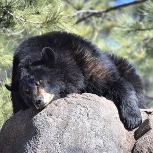 Image post by @nauflagstaff on Instagram