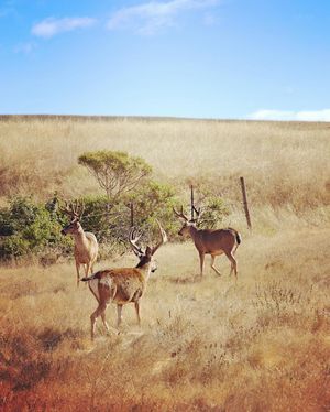 Image post by @ucsc on Instagram