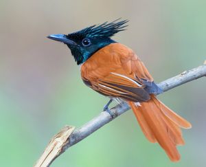 Image post by @AnimalPlanet on Twitter