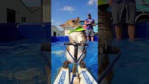 Video post by @gopro on YouTube