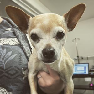 Image post by @spokhumanesoc on Instagram