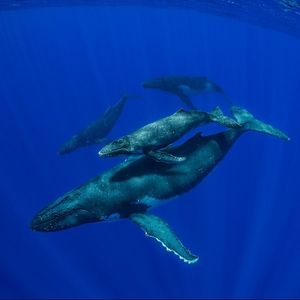 Image post by @natgeo on Instagram