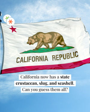 Image post by @secret_sanfrancisco on Instagram