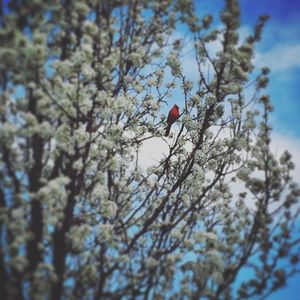 Image post by @springfield_cardinals on Instagram