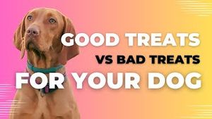 Video post by @zoomiespetcare6114 on YouTube