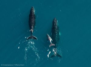 Image post by @greenpeaceusa on Instagram