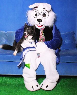 Image post by @tux_the_blue_pomsky on Instagram