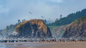 Image post by @theoregonian on Instagram