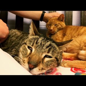Image post by @animalplanet on Instagram